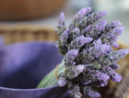 Lavender from Ratho Farms