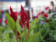 A gardener's paradise, a beautiful selection of plants