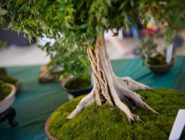 Rishi bonsai tree
