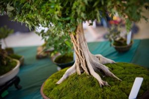 Rishi bonsai tree
