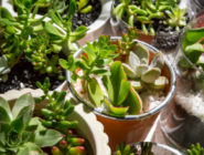 Old Bus Depot Markets Stallholder, Lily's Garden Gifts. Succulents