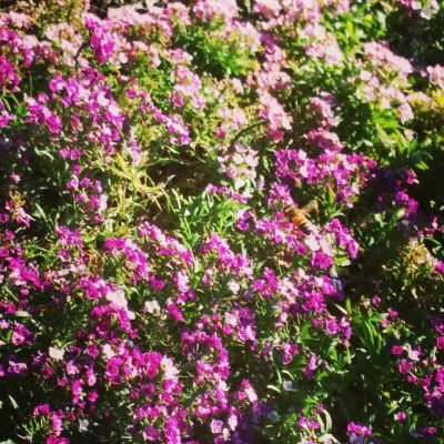 Flowering Alyssum grown by Old Bus Depot Markets Green Savvy Sunday Stallholder, Good Food Garden