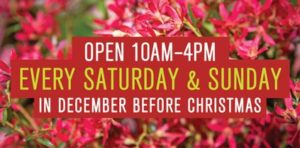 Old Bus Depot Markets, Christmas Trading 2015
