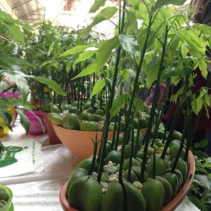 Old Bus Depot Markets Stallholder, Aussie Beanball Trees