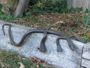 Handmade metal lizard by Old Bus Depot markets stallholder, Thomas Westra