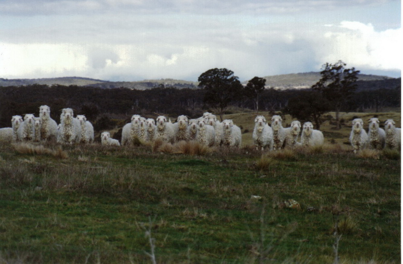 Camelot Mohair 1