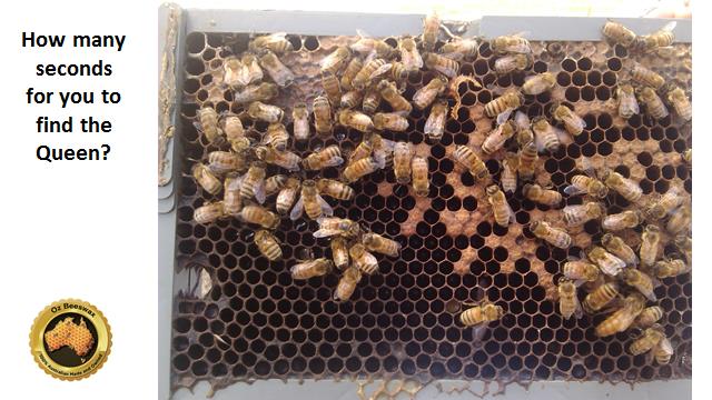 Oz Beeswax 9