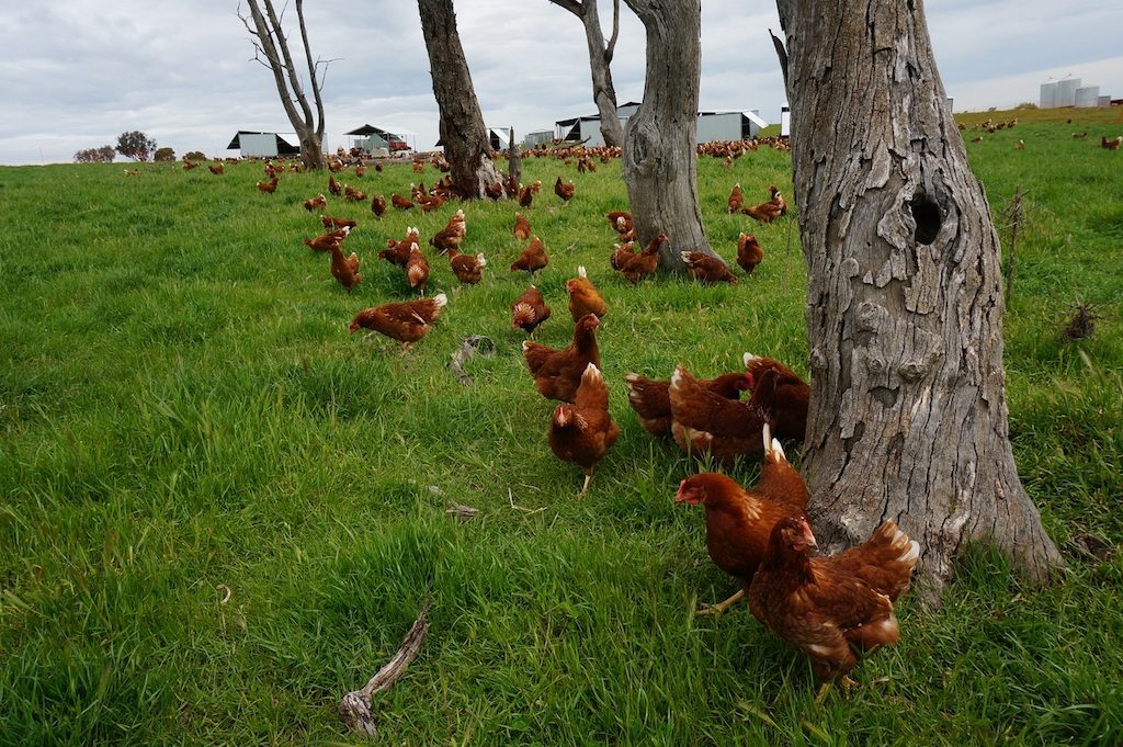 Hilltops Free Range Eggs 1