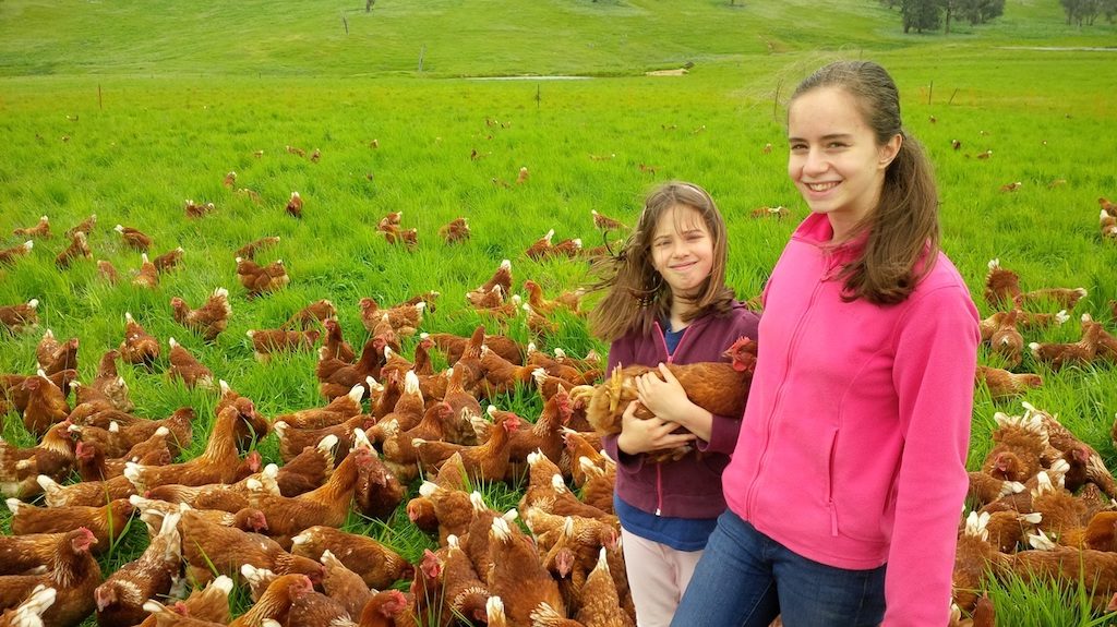 Hilltops Free Range Eggs 2