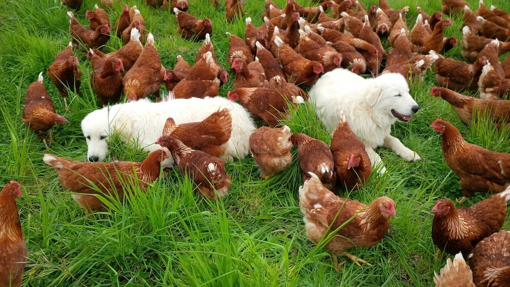 Hilltops Free Range Eggs 3
